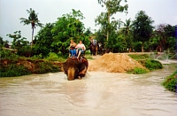 Слоны погружаются в канаву с водой (тур по джунглям)